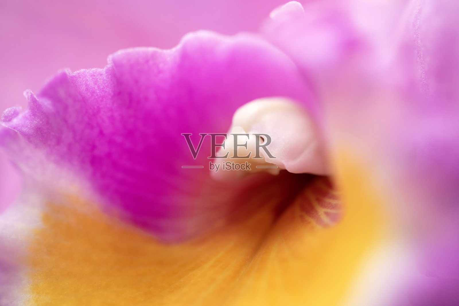 兰花特写照片摄影图片