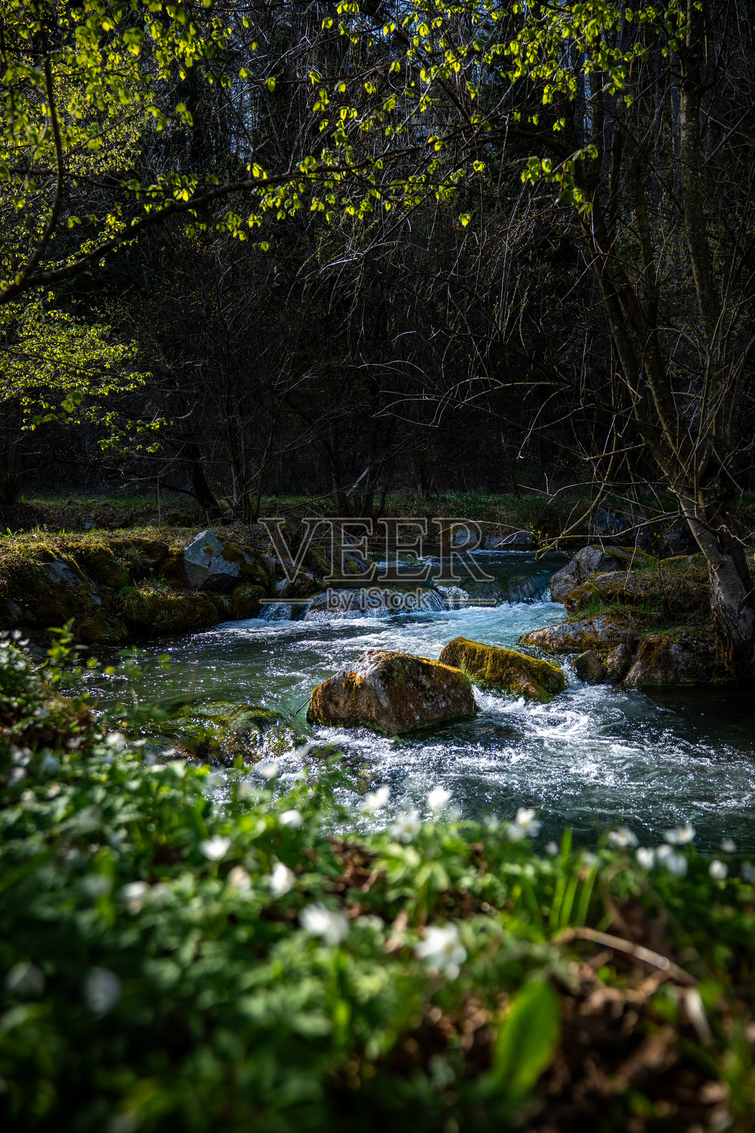 巴伐利亚巴德托尔茨附近伊萨河上的木兰花照片摄影图片