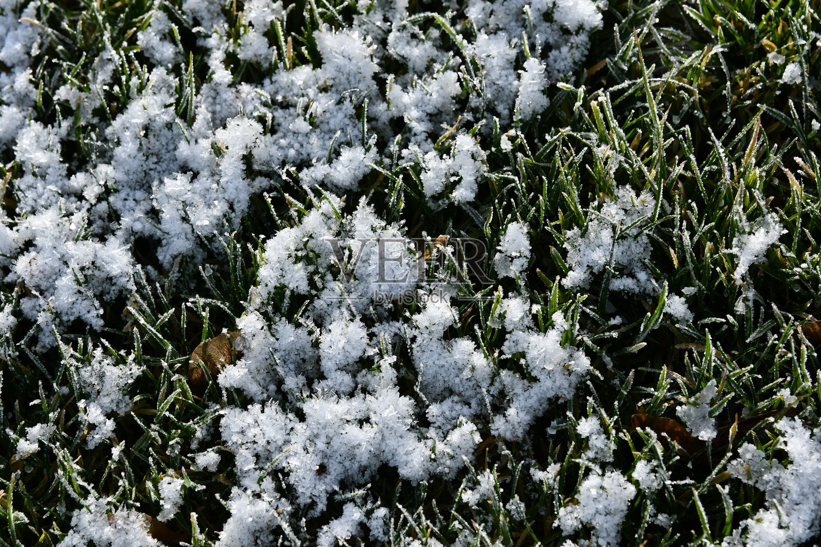 霜照片摄影图片