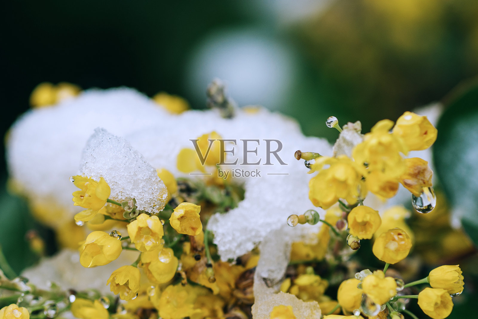 被晚雪覆盖的马戈尼亚花照片摄影图片