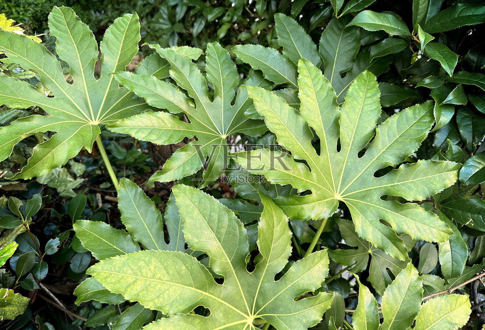 白天的杂草丛生的五指芋景观照片摄影图片