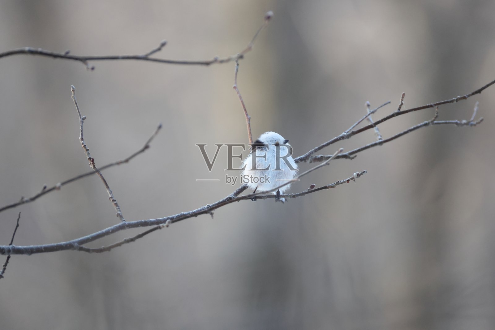 日本北海道的长尾山雀 (Aegithalos caudatus japonicus)照片摄影图片