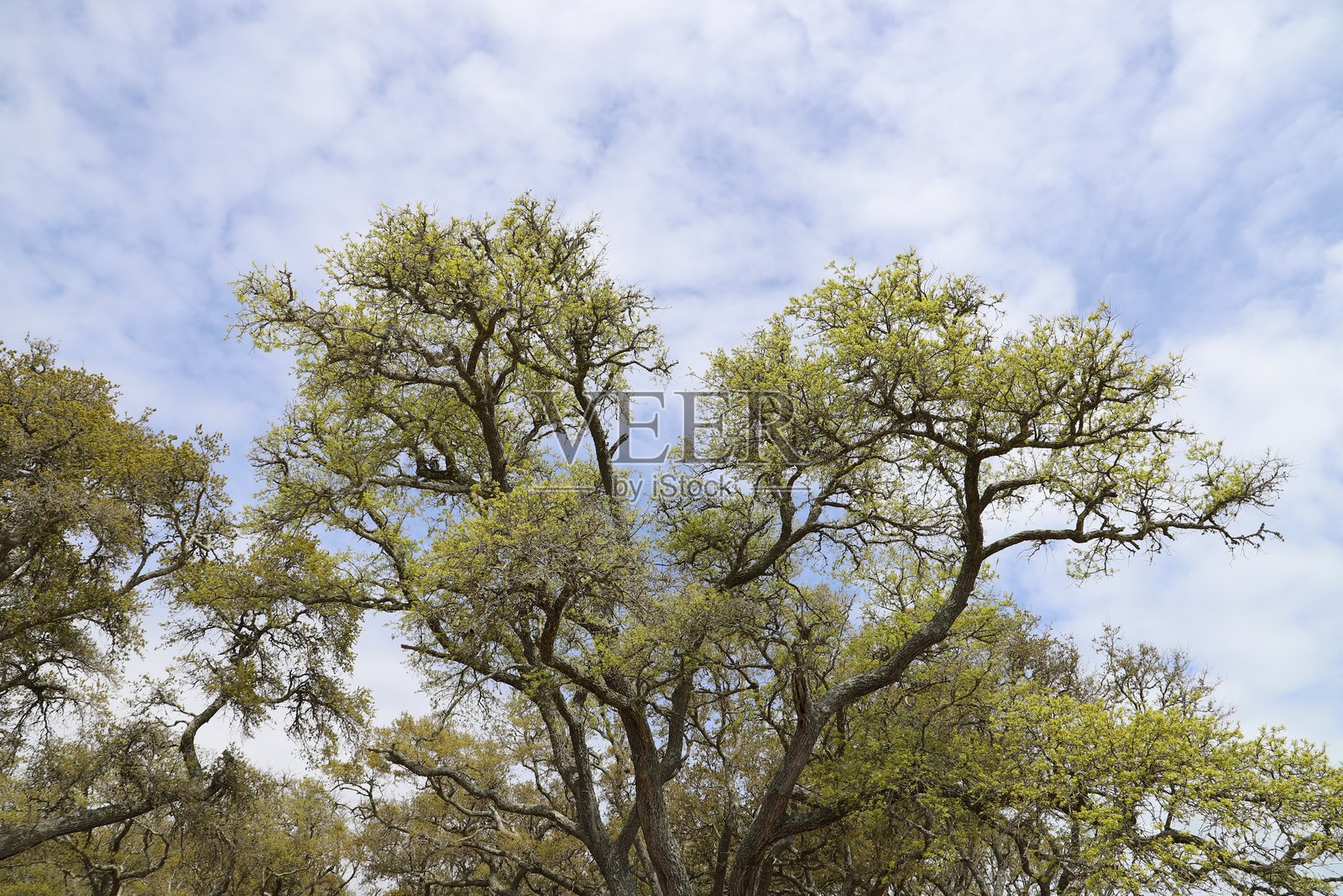 北卡罗来纳海岸的活橡树照片摄影图片