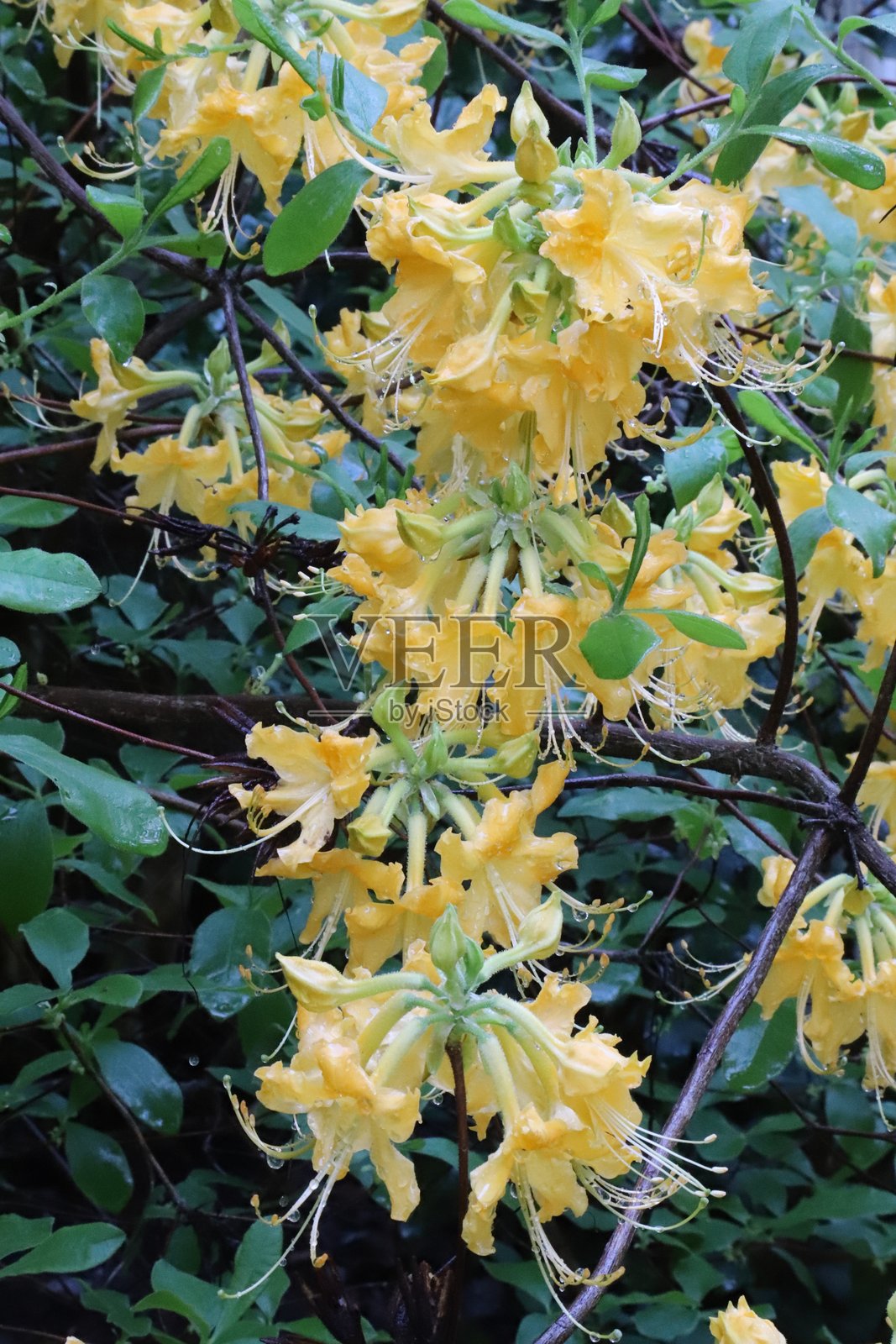 黄色开花的黄花杜鹃照片摄影图片