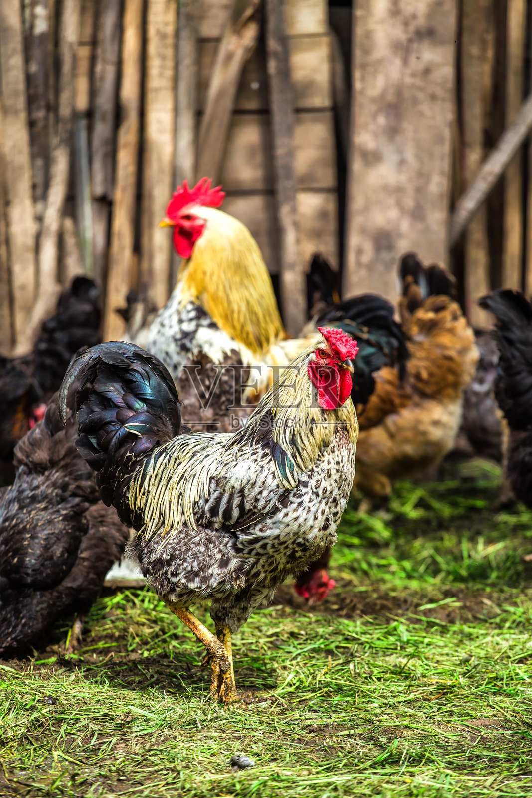 一只色彩斑斓的公鸡与他的母鸡群。公鸡和母鸡。在传统的家禽农场自由放养的鸡。在乡村的户外饲养和养殖鸡。照片摄影图片