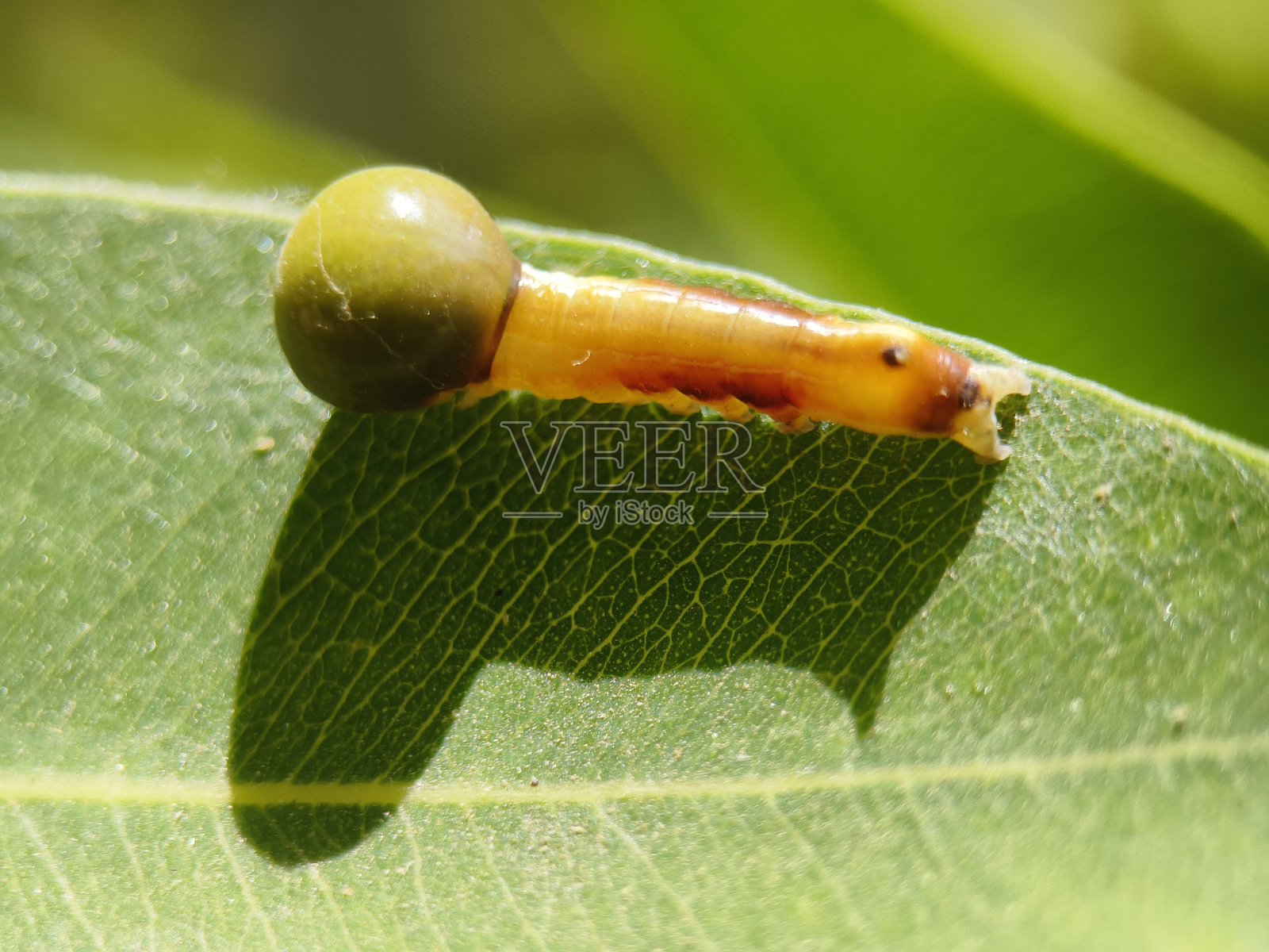 诺利蛾幼虫（诺利科）照片摄影图片