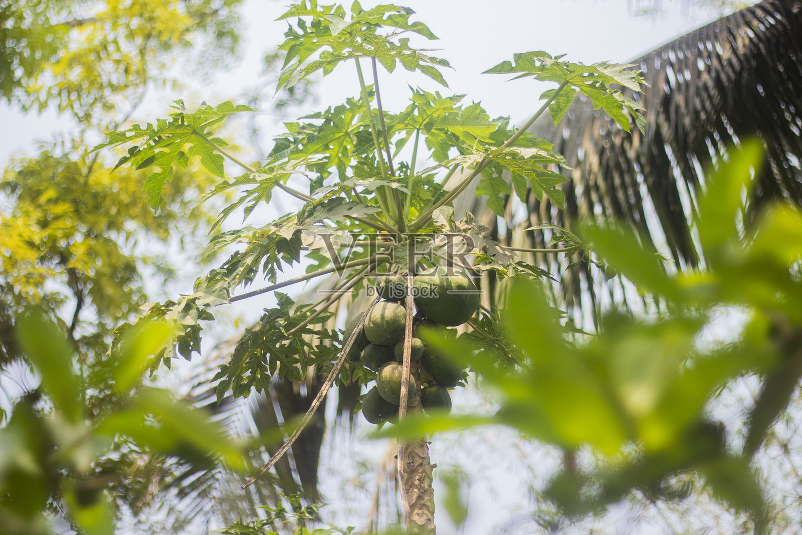 木瓜树与模糊的绿色背景照片摄影图片