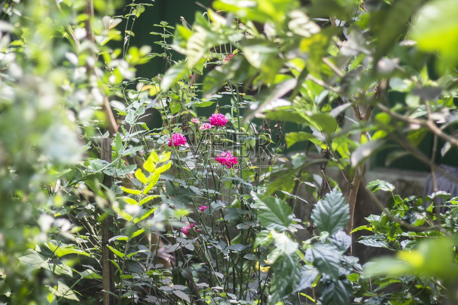 玫瑰花树与绿色背景照片摄影图片