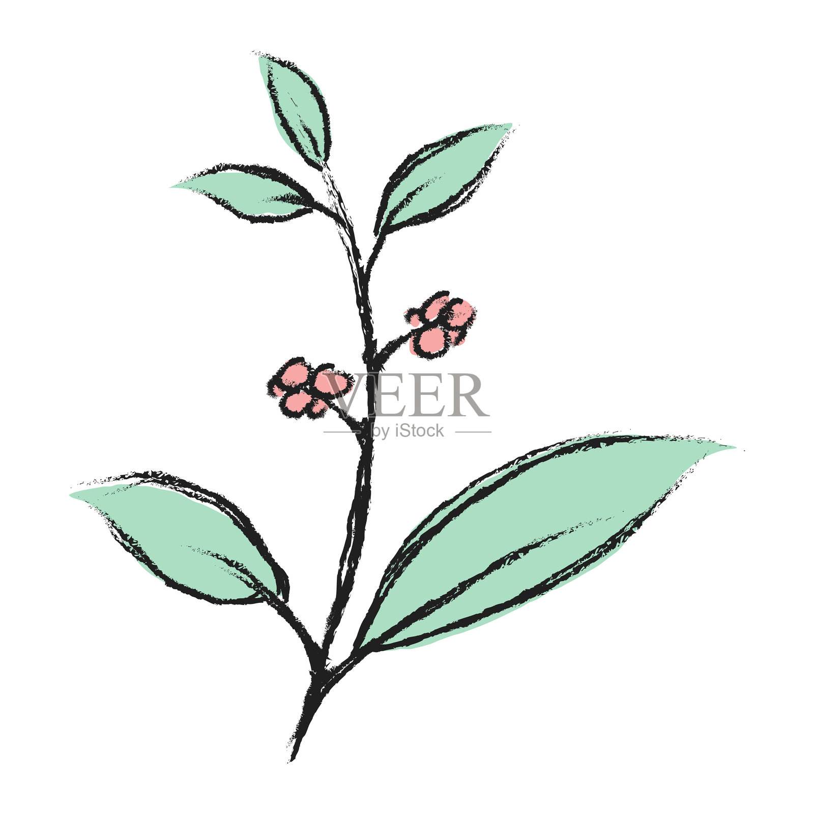 手绘插图的绿叶树枝。花卉元素设计。手绘植物插图。插画图片素材