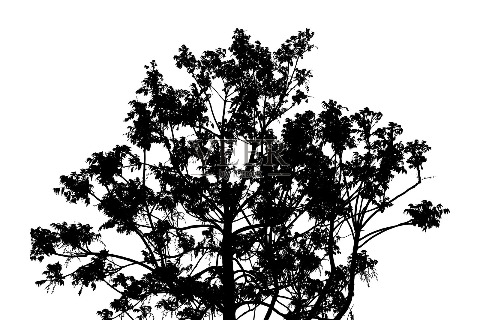 白色背景上的年轻香樟树矢量插图插画图片素材