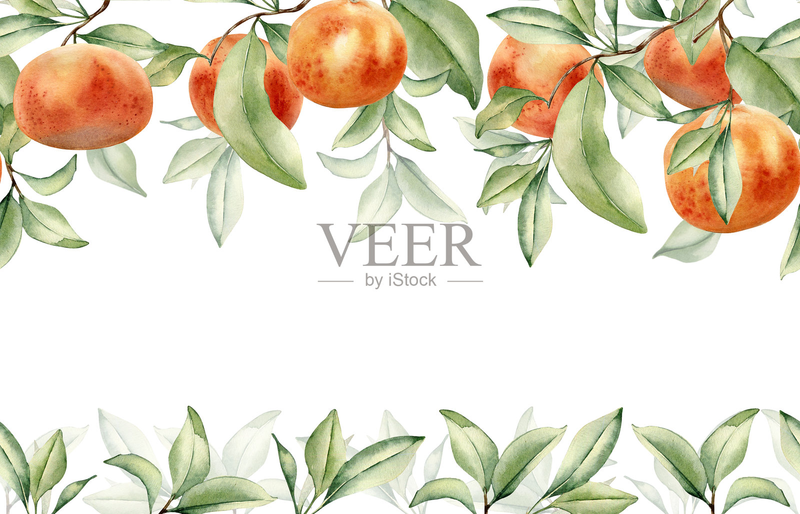 水彩画中的葡萄柚与枝叶，孤立的无缝边框。手绘的柑橘树绿叶在重复的横幅上。适合用于邀请函、包装和标签的夏季清新叶片纹理。插画图片素材