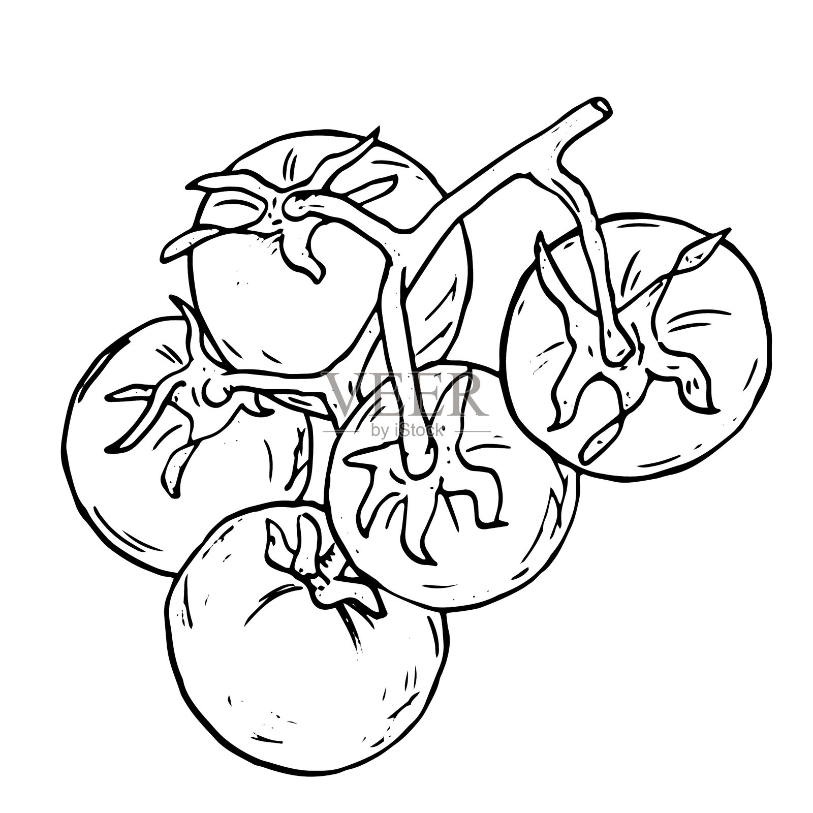 番茄枝的素描形式。黑白矢量插图。成熟的樱桃番茄，背景为白色。新鲜的完整番茄蔬菜，健康的收成，墨水画。插画图片素材