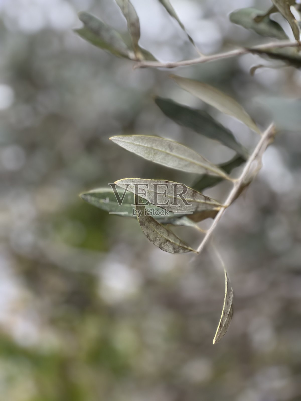 橄榄树照片摄影图片