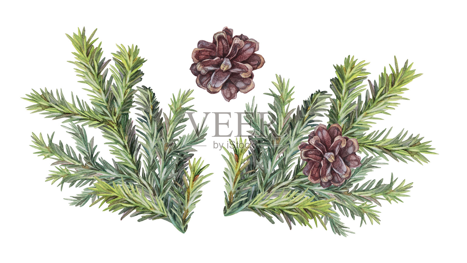 水彩画风格的绿色圣诞树枝，带有松果，孤立在白色背景上。适合用于贺卡的森林元素。手绘剪贴画，适用于新年庆祝邀请、包装或壁纸。插画图片素材