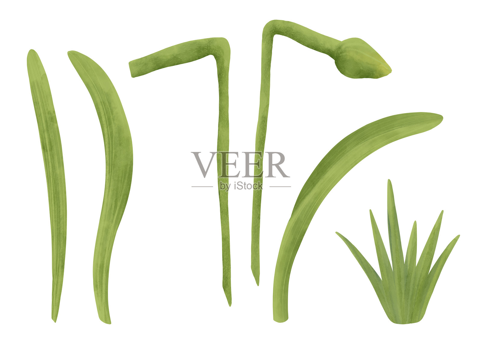 水仙花的茎和叶子，草，手工制作的数字插图，背景为白色。这是设计的一个元素。插画图片素材