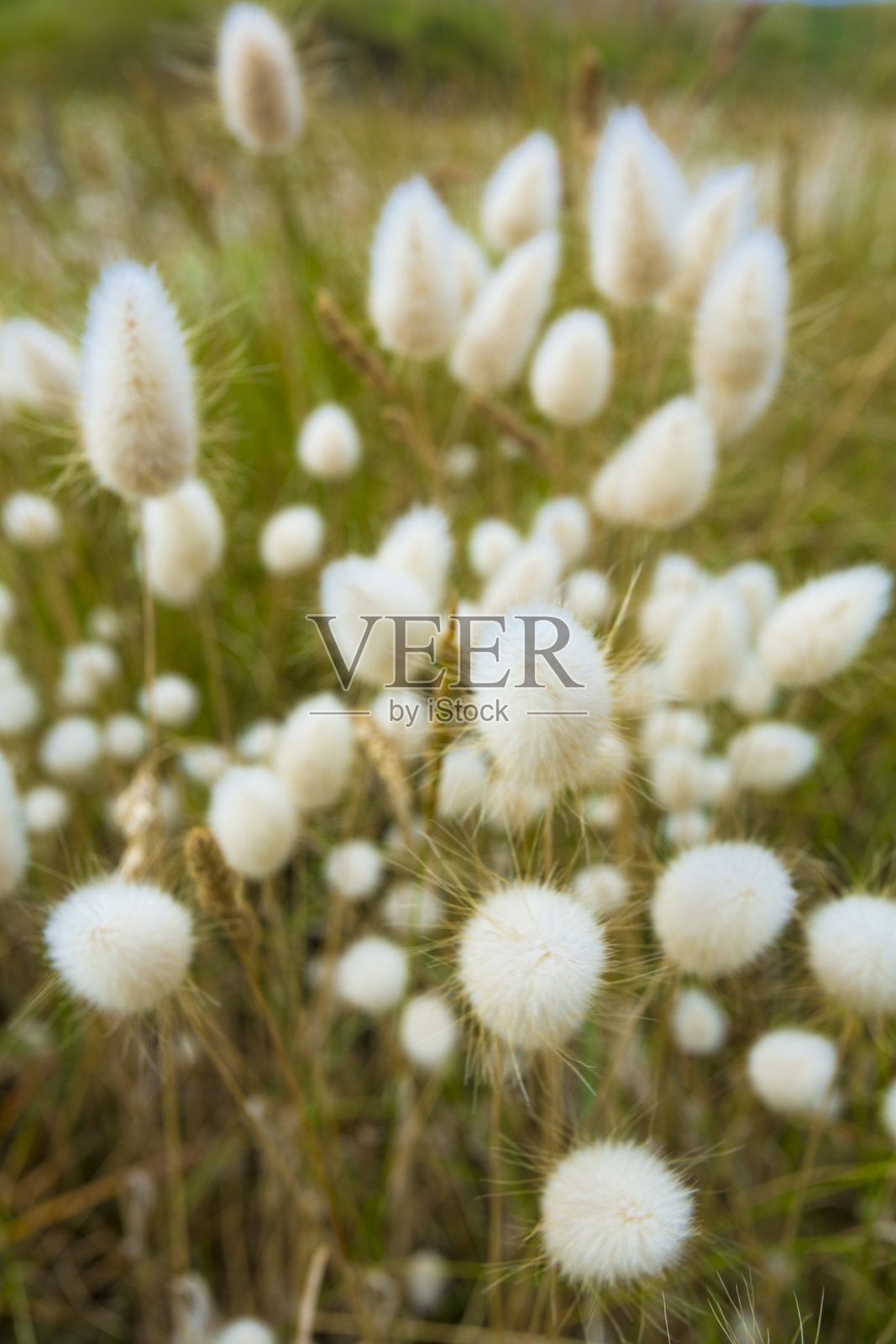 柔软的白色兔尾草花朵特写，背景模糊。照片摄影图片