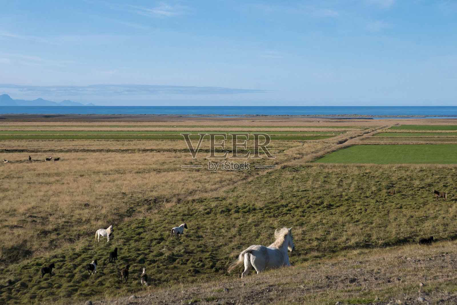 冰岛马在海边的广阔景观中吃草。照片摄影图片