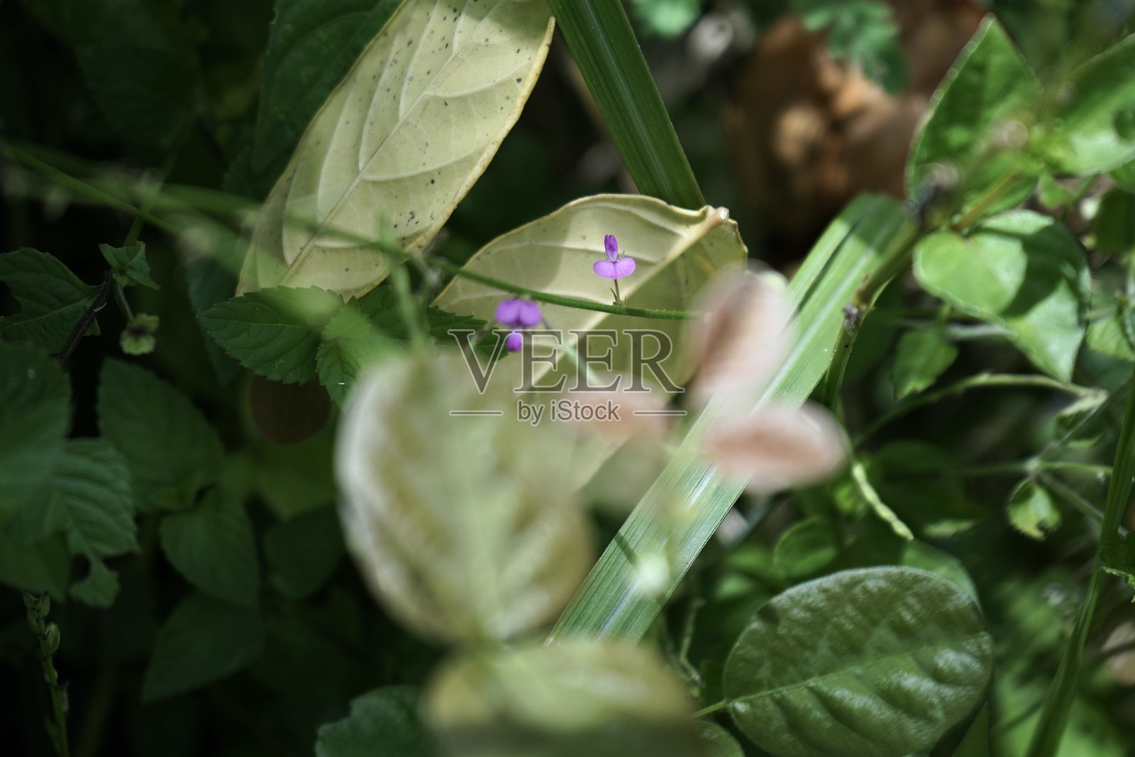 自然色彩背景照片摄影图片