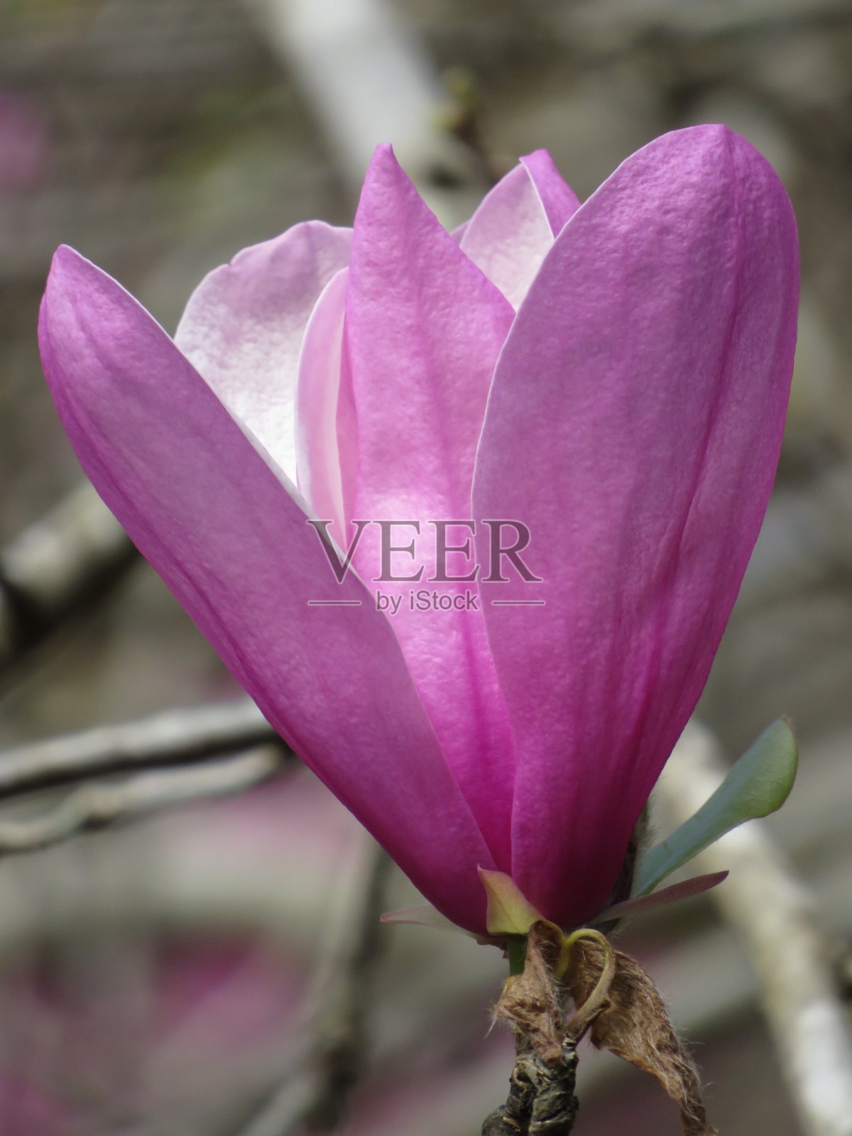 粉色的玉兰花绽放照片摄影图片