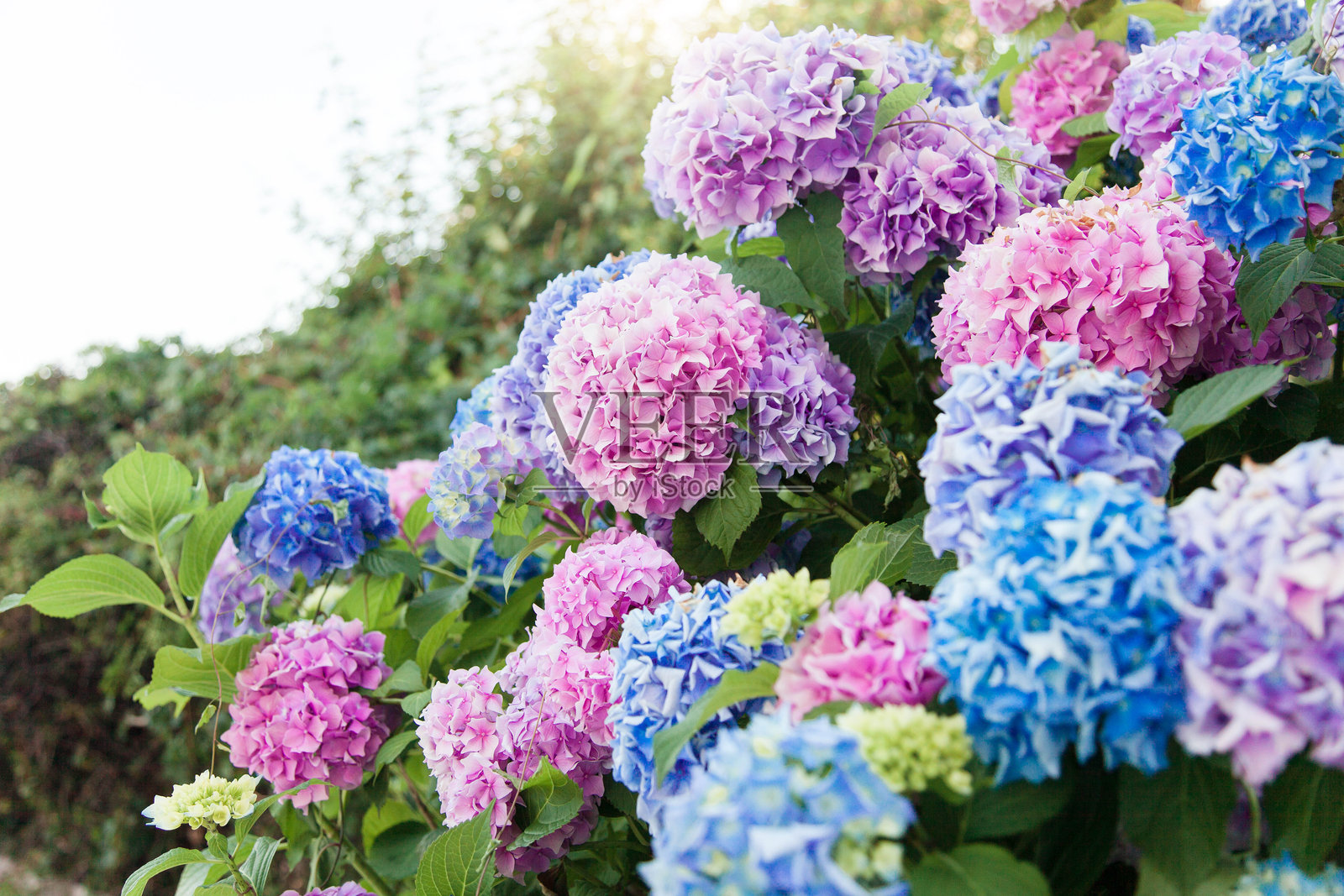 绣球花花园。粉色、蓝色、淡紫色、紫罗兰色和紫色灌木在春夏季节绽放。照片摄影图片