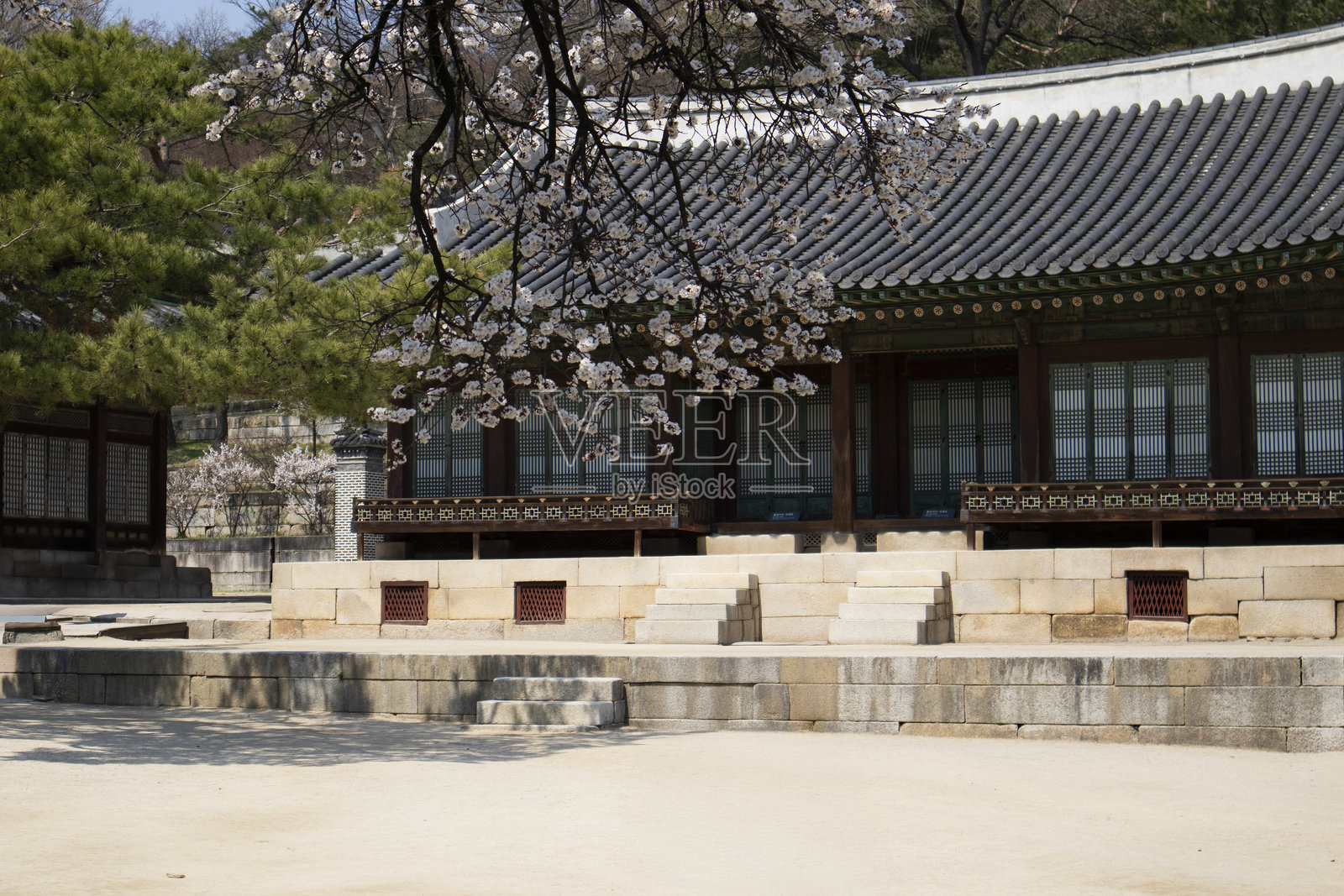 春天来到了昌庆宫，杏花盛开。照片摄影图片