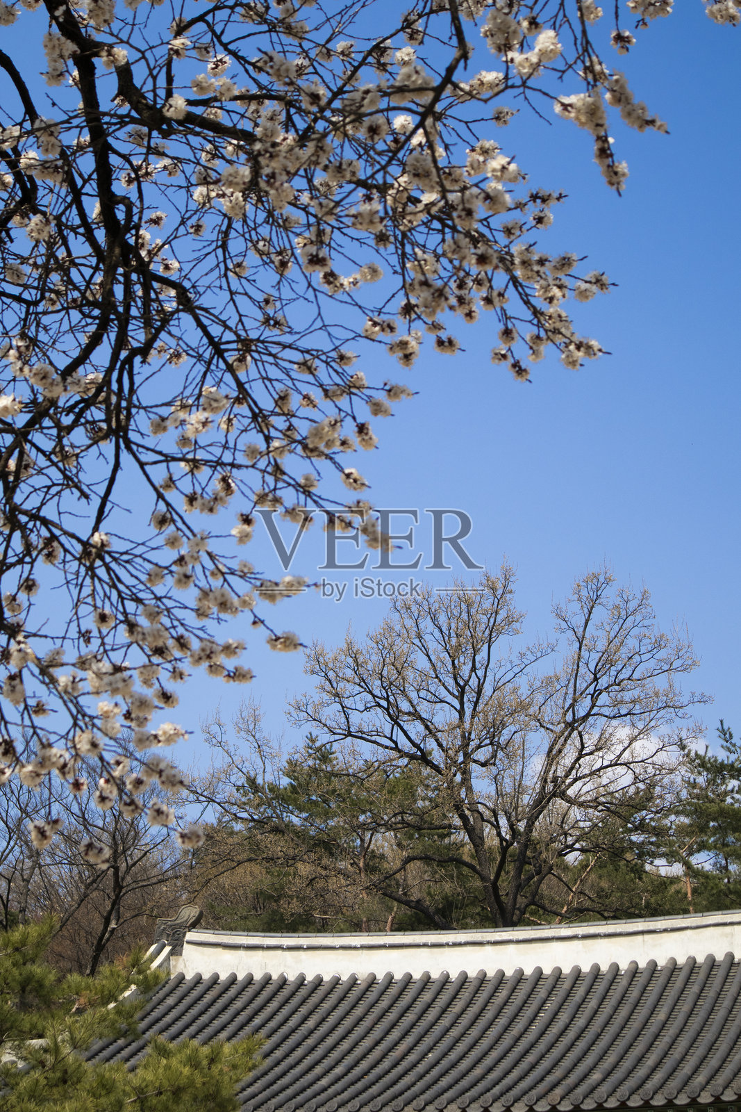 春天来到了昌庆宫，杏花盛开。照片摄影图片