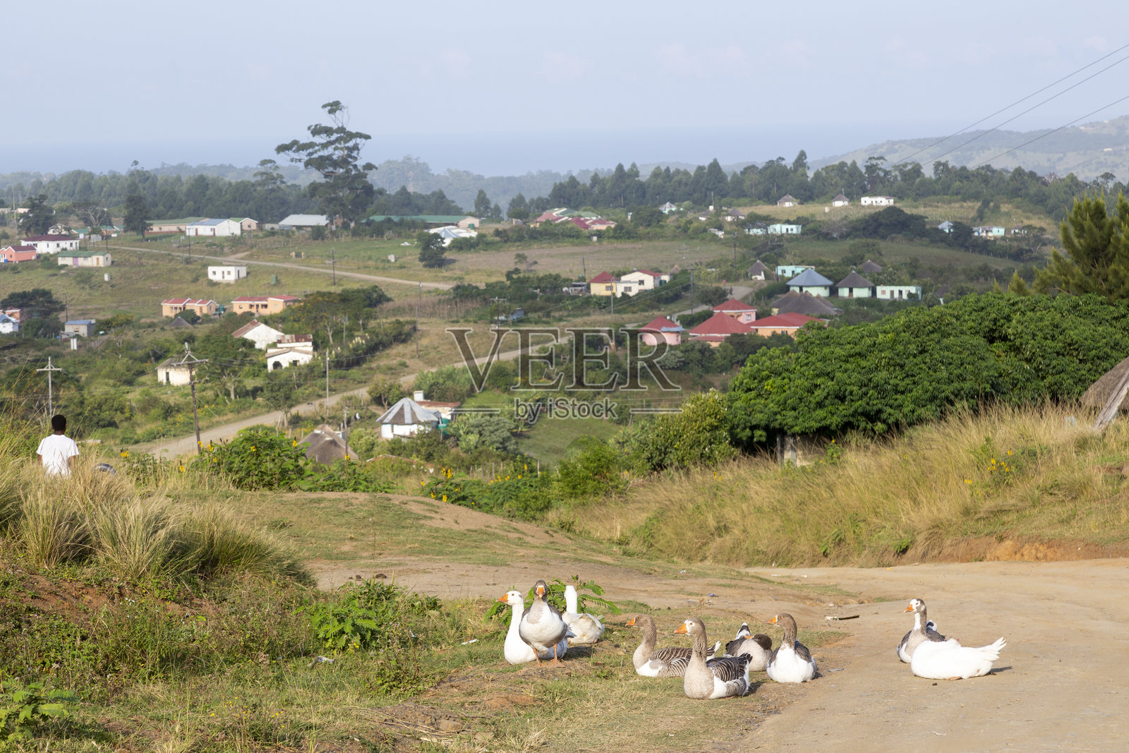 南非特兰斯凯乡村的波多兰路边坐着的鹅照片摄影图片