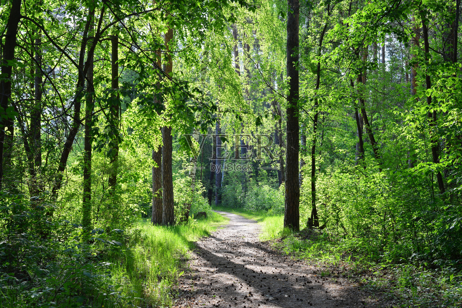 阳光明媚的小路穿过郁郁葱葱的森林壁纸照片摄影图片