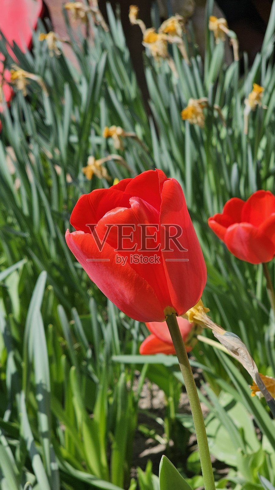 四月，红色郁金香在花园中盛开。照片摄影图片