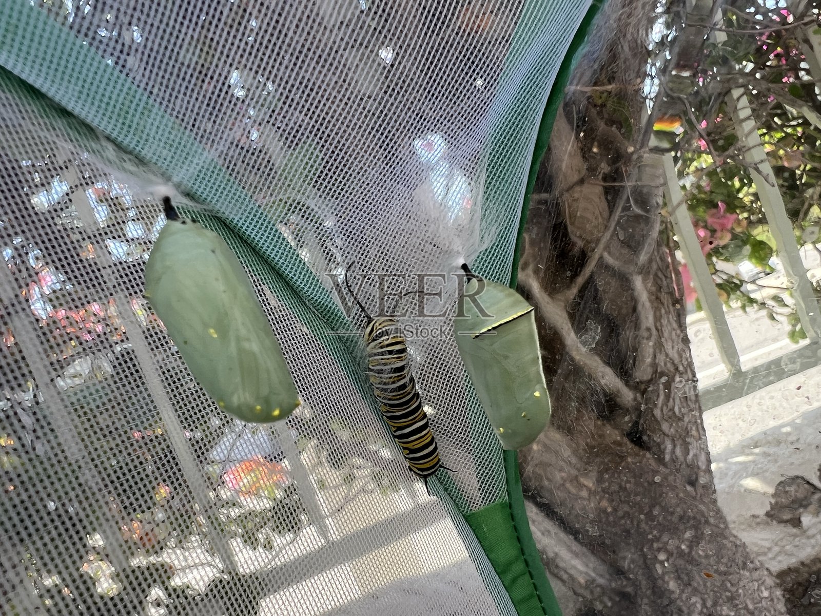 君主蝶幼虫照片摄影图片