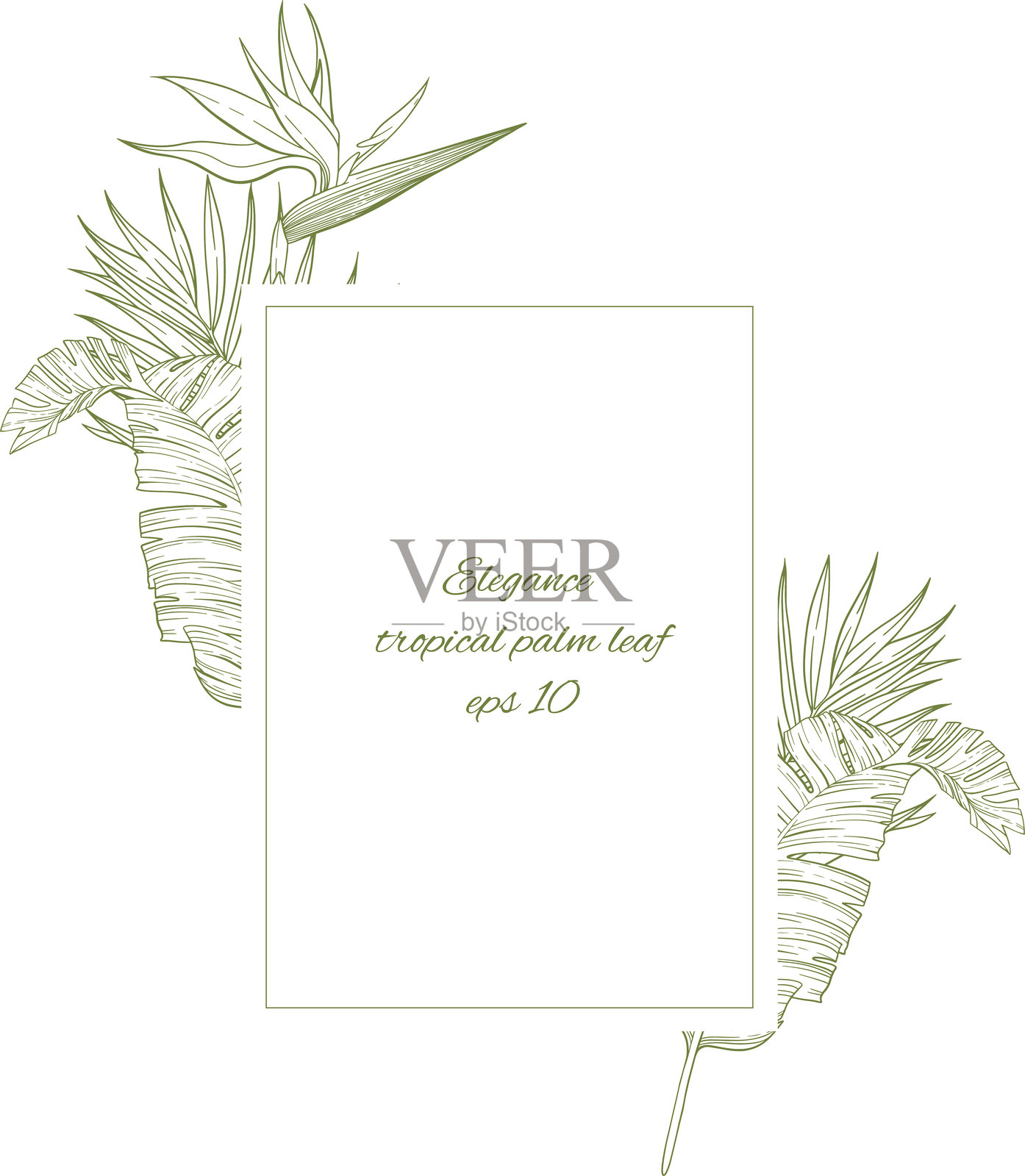 带有棕榈树叶和天堂鸟的框架矢量模板。插画图片素材