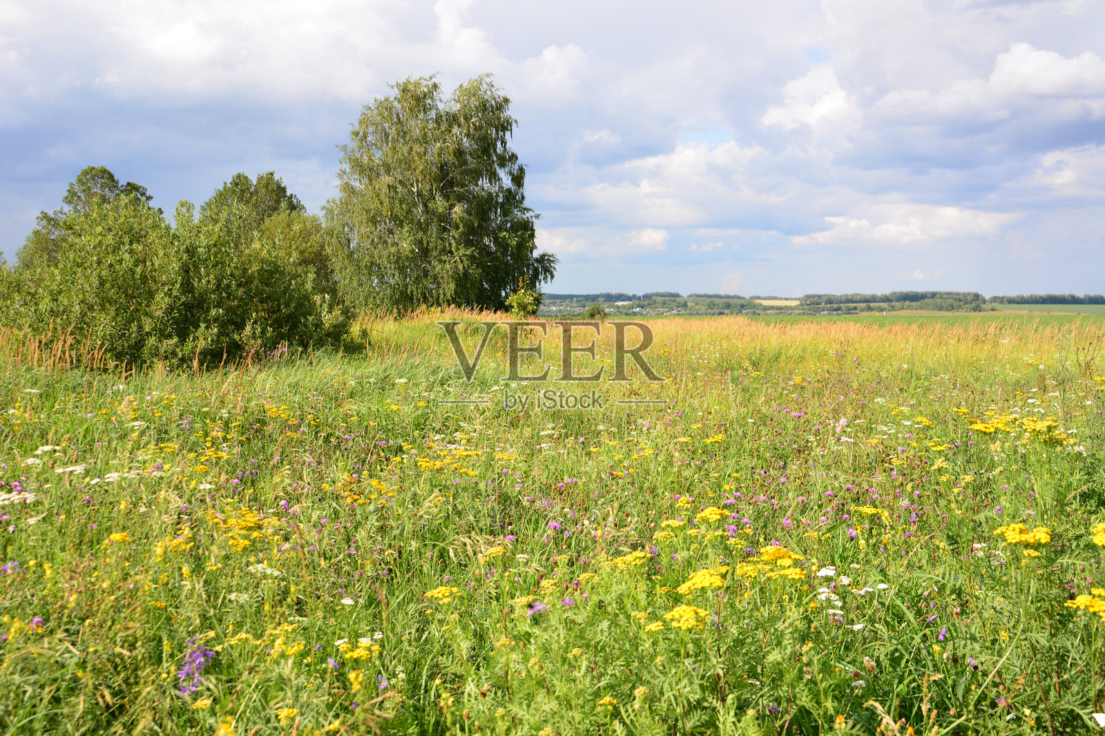 在阴云密布的天空下，田野上盛开的黄色和紫色野花照片摄影图片