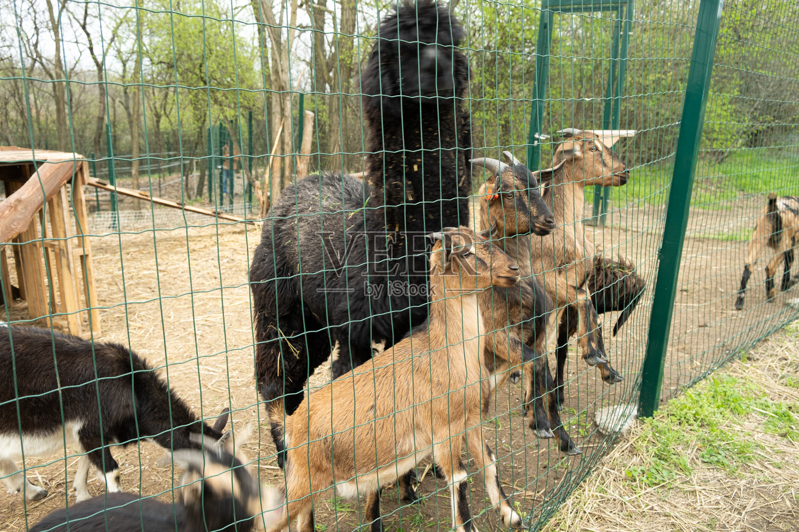 农场上的山羊和羊驼。修剪整齐、快乐的动物们照片摄影图片