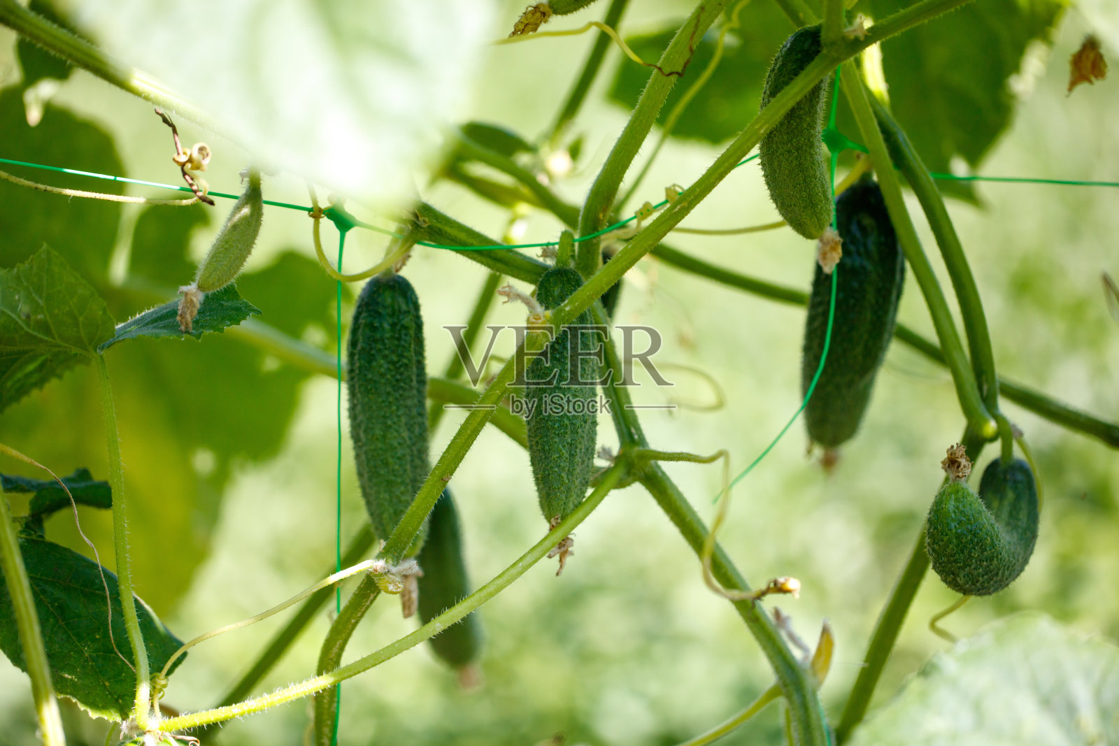 一串黄瓜挂在藤上照片摄影图片