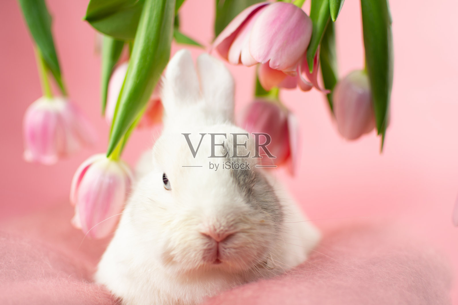 庆祝复活节的兔子肖像，旁边有郁金香花。背景为粉色纯色。照片摄影图片