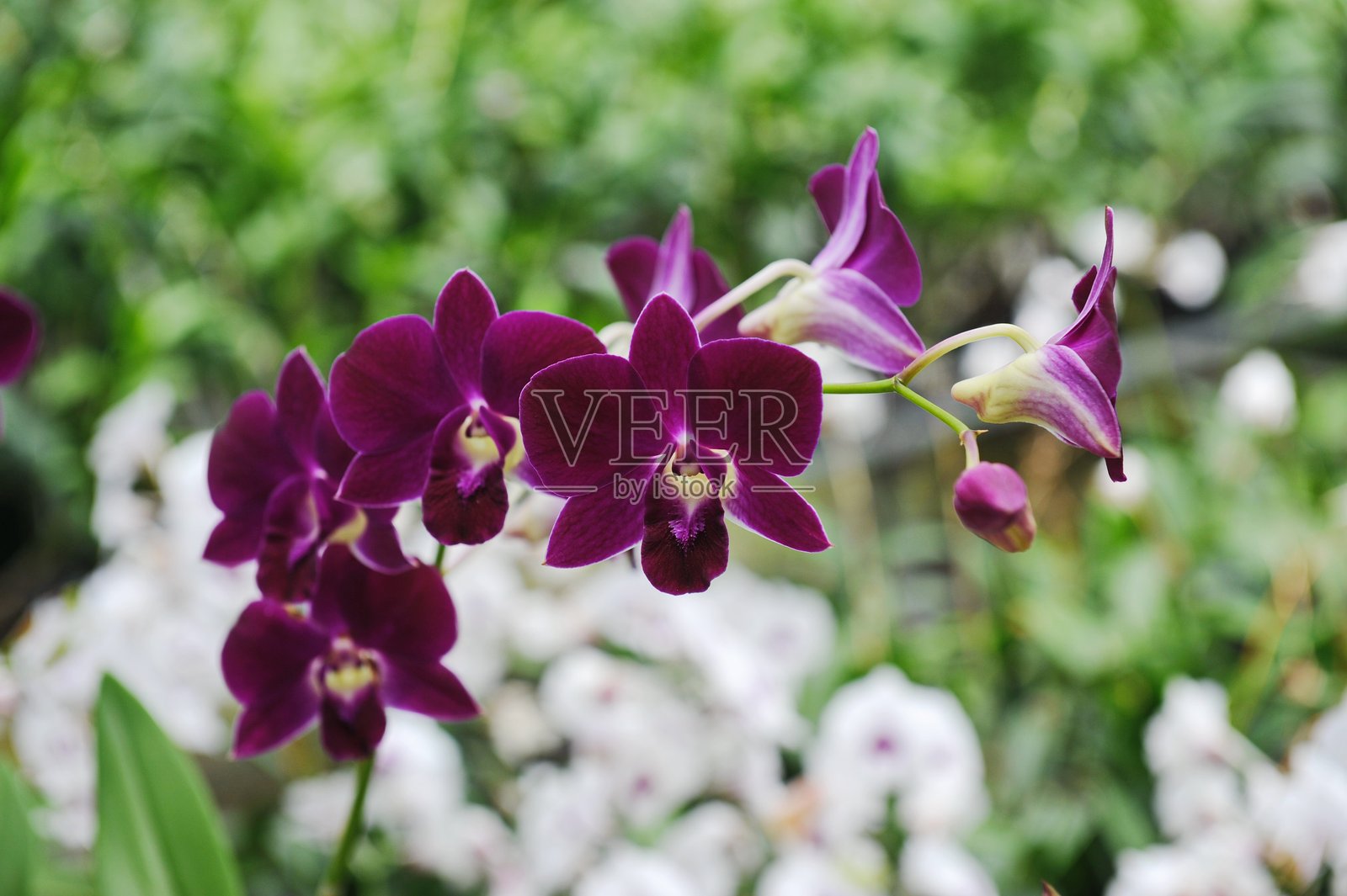 在温室条件下，兰花全年生长。照片摄影图片