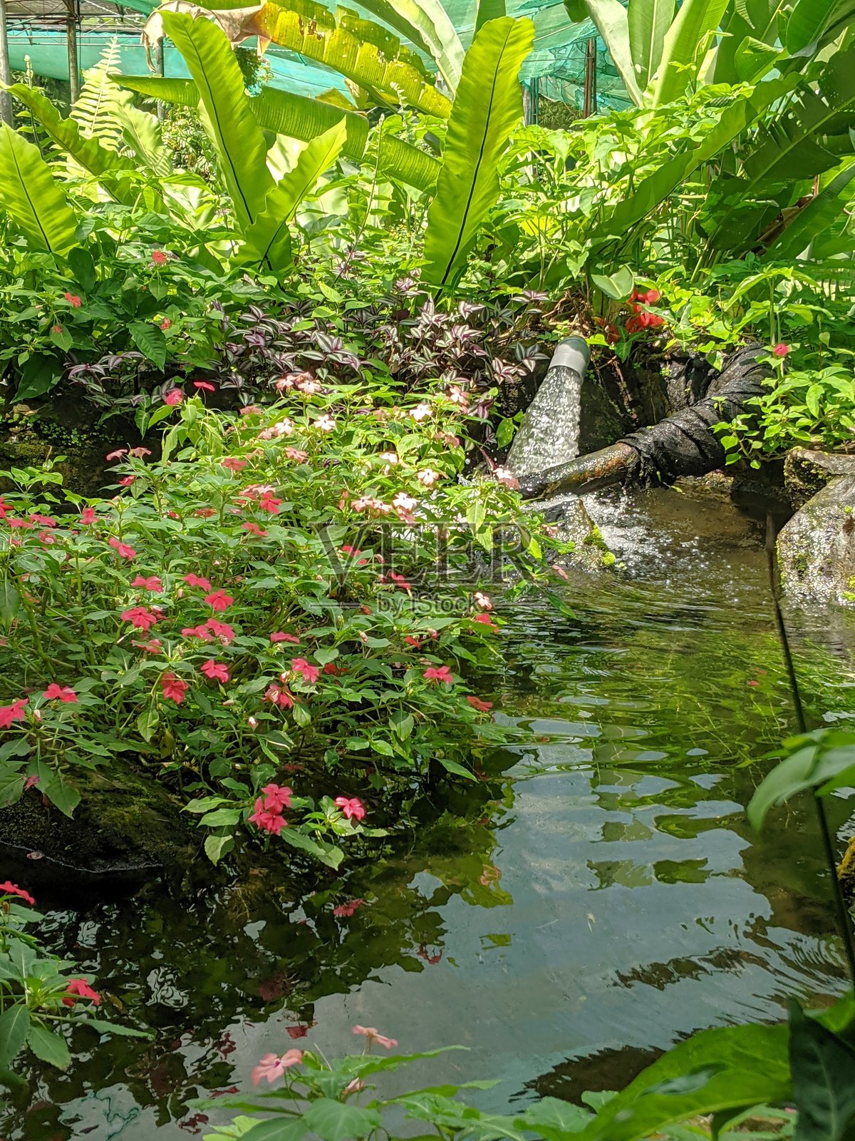 花园中美丽的池塘，周围环绕着绿树和鲜花照片摄影图片