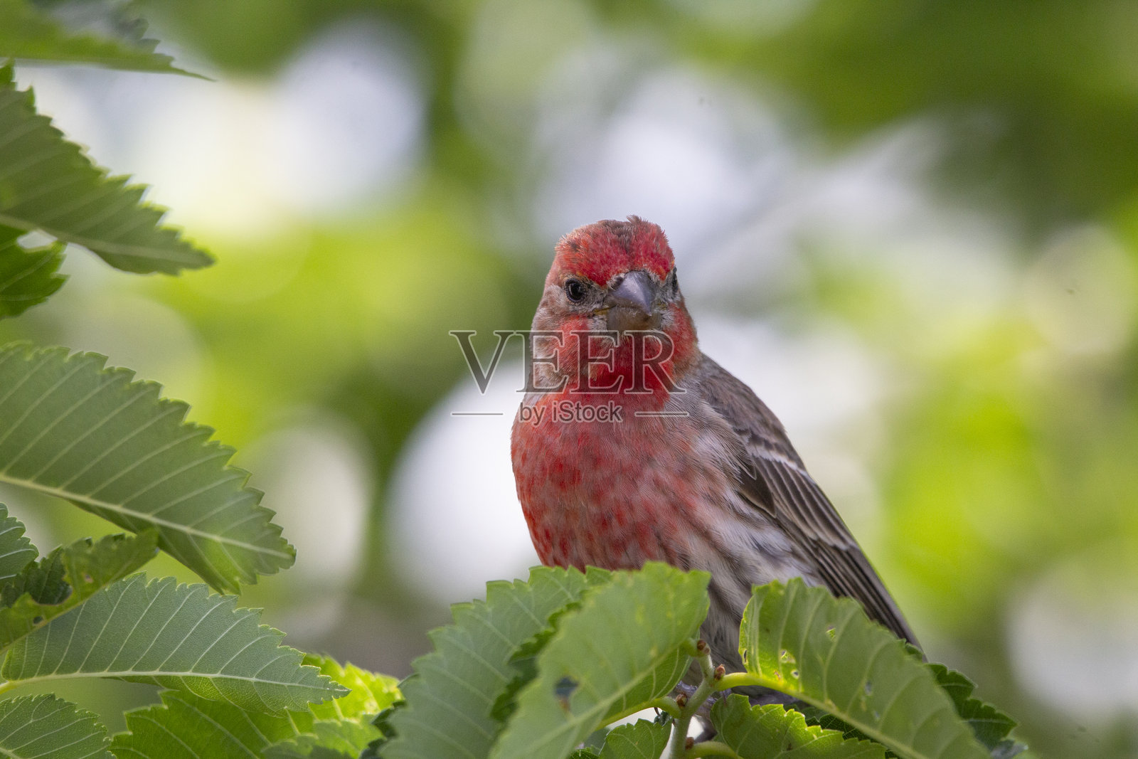 鲜艳的红雀栖息在绿叶繁茂的树上照片摄影图片