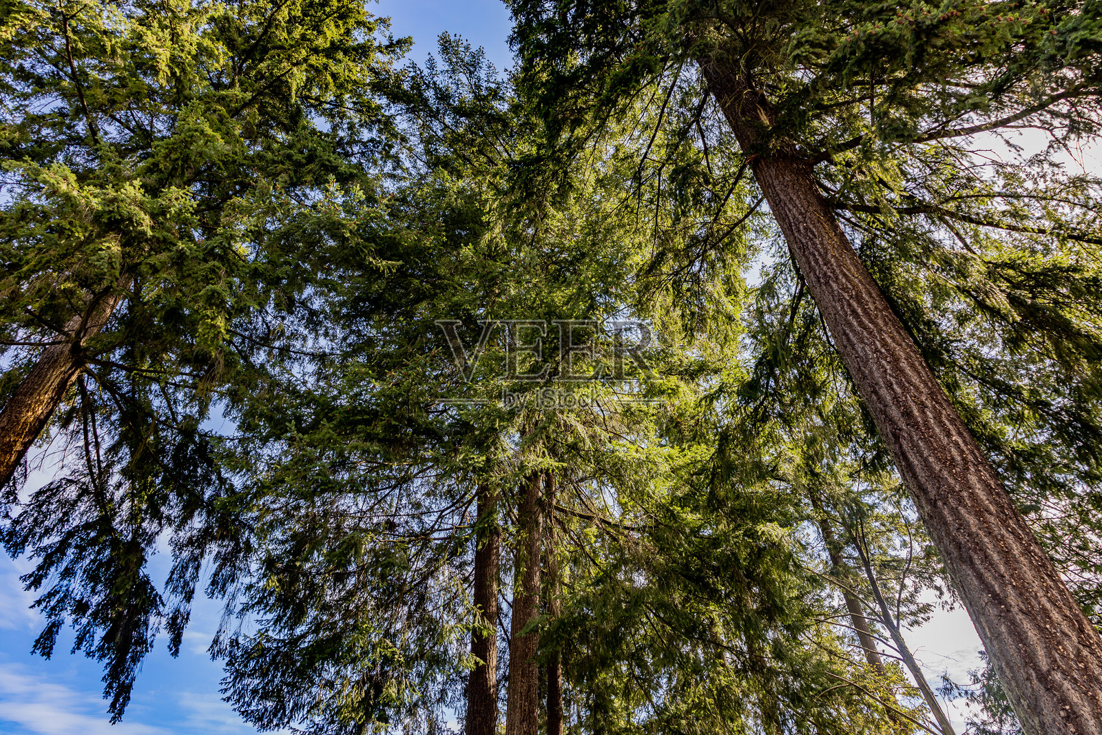 从下往上看高大的常青松树，阳光透过树枝洒下。湛蓝的天空透过郁郁葱葱的树冠。照片摄影图片