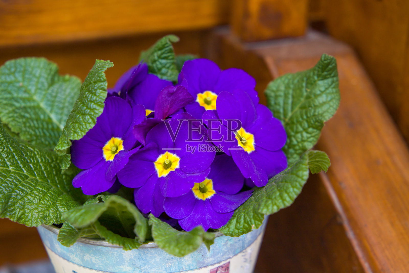 紫色报春花盆栽放在木凳上。选择性对焦。照片摄影图片