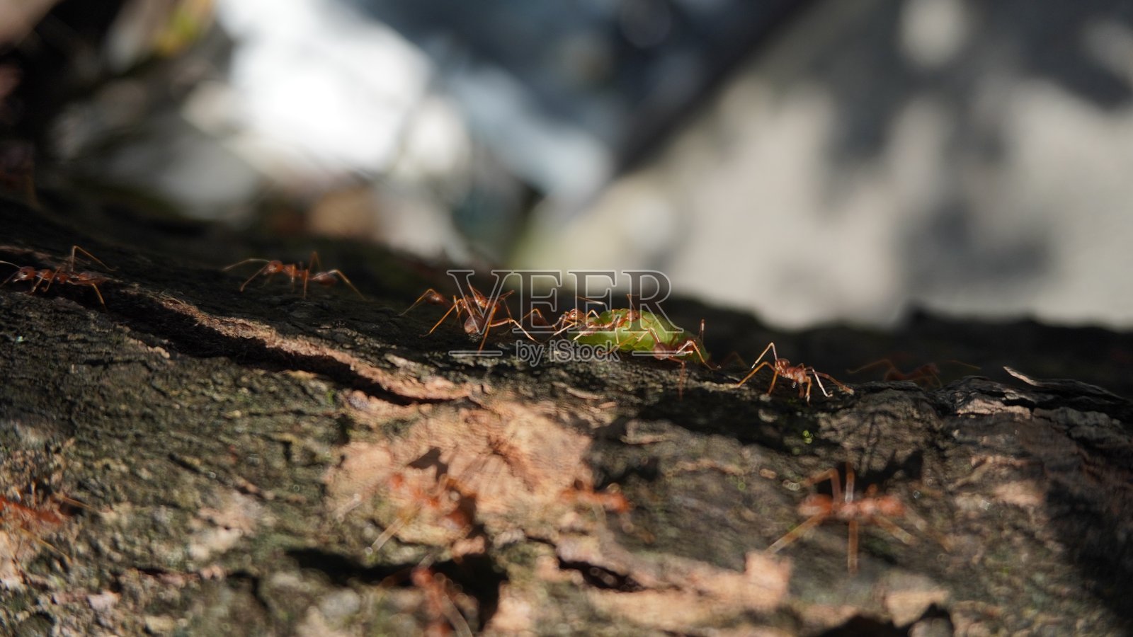 一群红蚂蚁正在争夺食物照片摄影图片