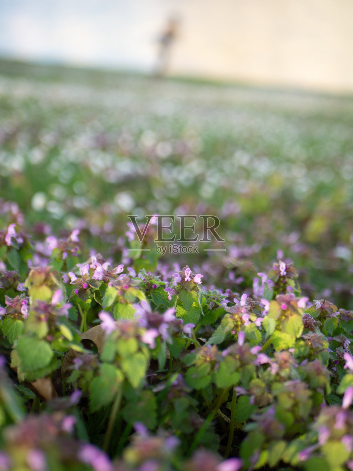 宏观景观中的花朵和草地照片摄影图片