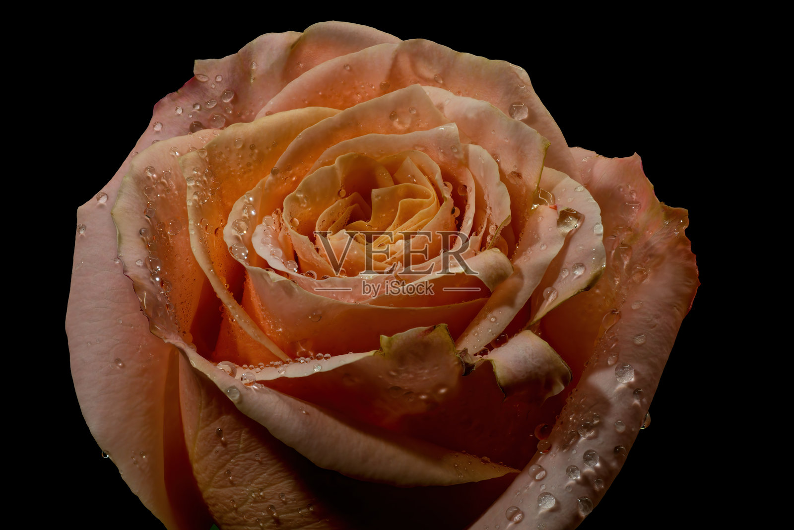 黑色背景上的特写玫瑰花照片摄影图片