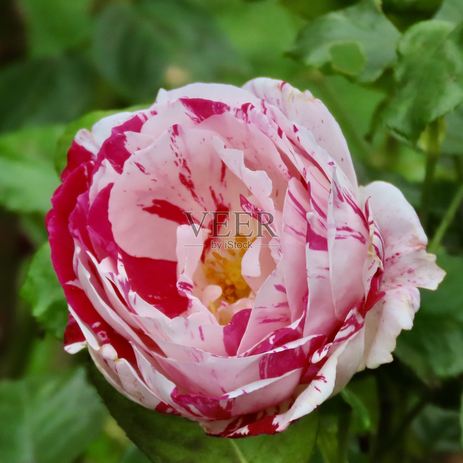 奥克兰花园中一朵双色花瓣的奥西里亚玫瑰特写镜头照片摄影图片