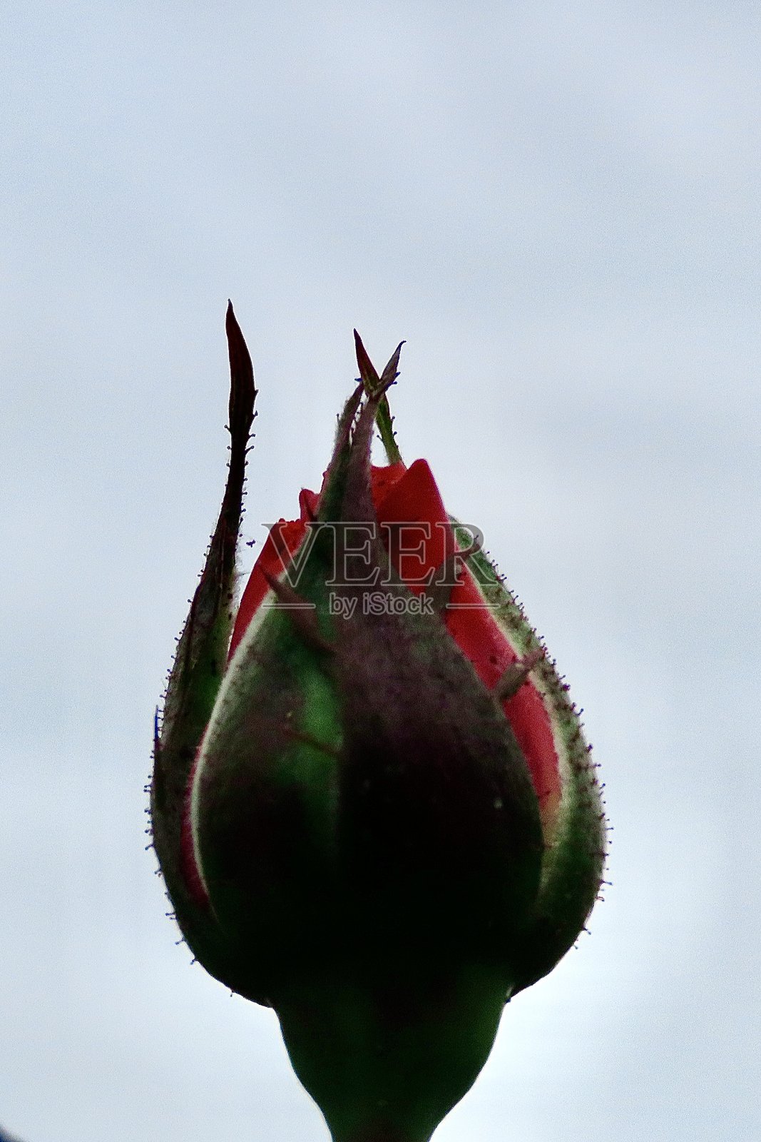 奥克兰花园中未开放的红玫瑰花蕾特写，背景是天空。照片摄影图片