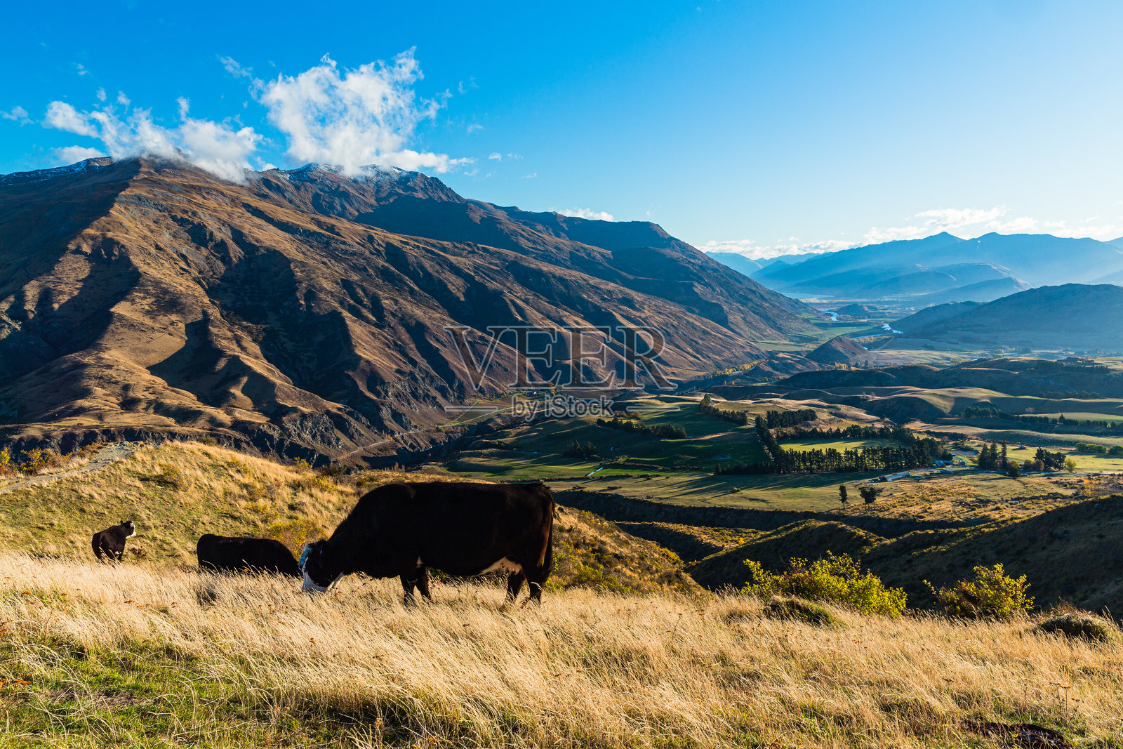 从新西兰奥塔哥地区的皇冠山脊公路观景台俯瞰的风景和牛群照片摄影图片
