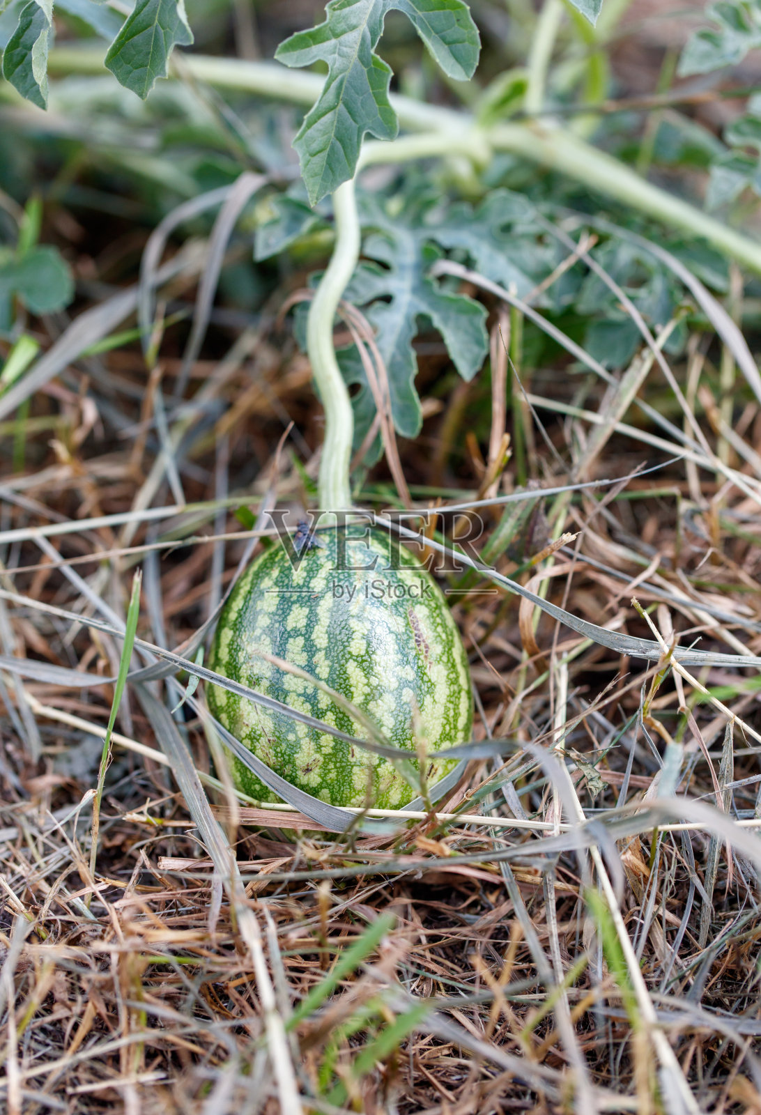 一只小绿瓜静静地躺在田野上。照片摄影图片