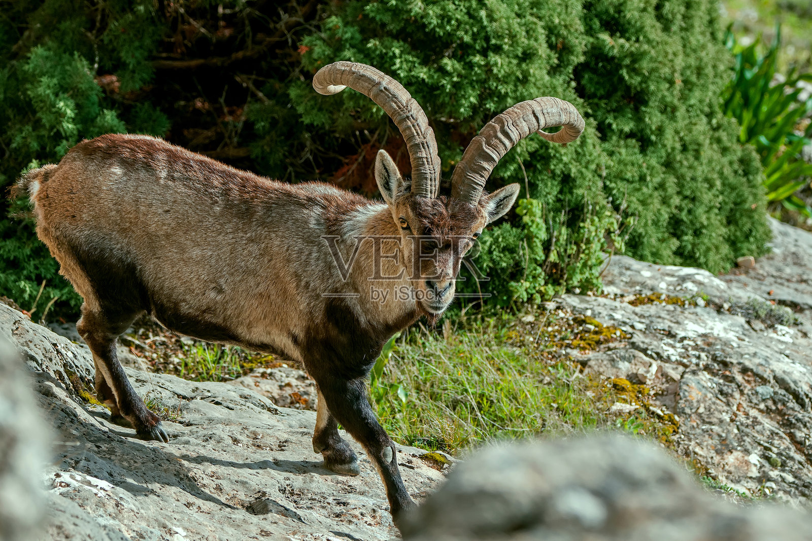 卡索尔拉、塞古拉和拉斯维拉斯自然公园中的雄性高山山羊。照片摄影图片