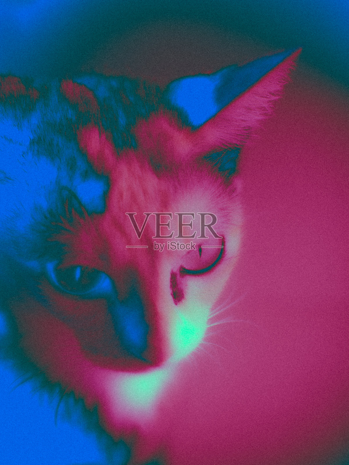 霓虹色猫咪的抽象艺术照片，适合用作背景。照片摄影图片