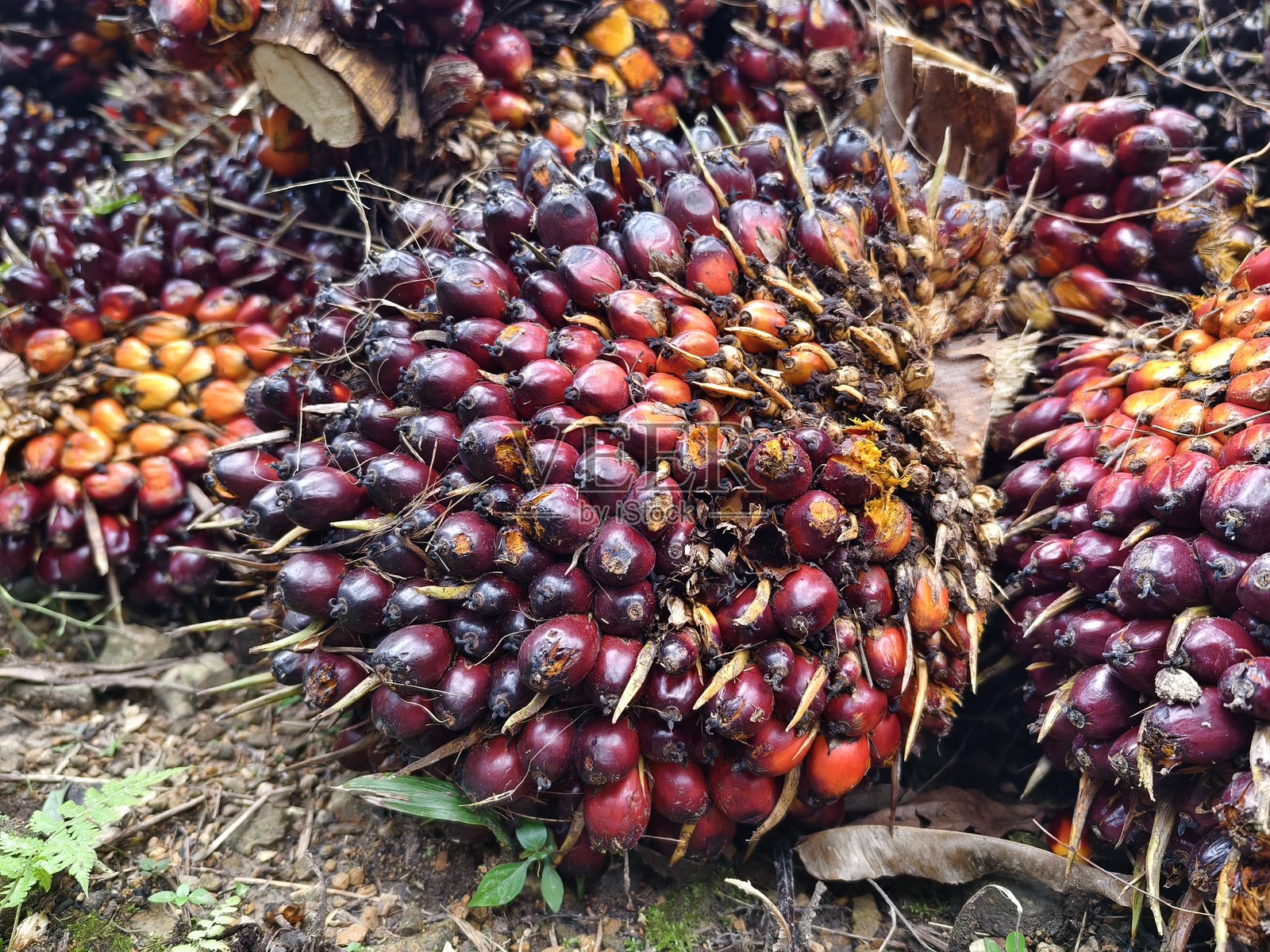 收获后的油棕果照片摄影图片
